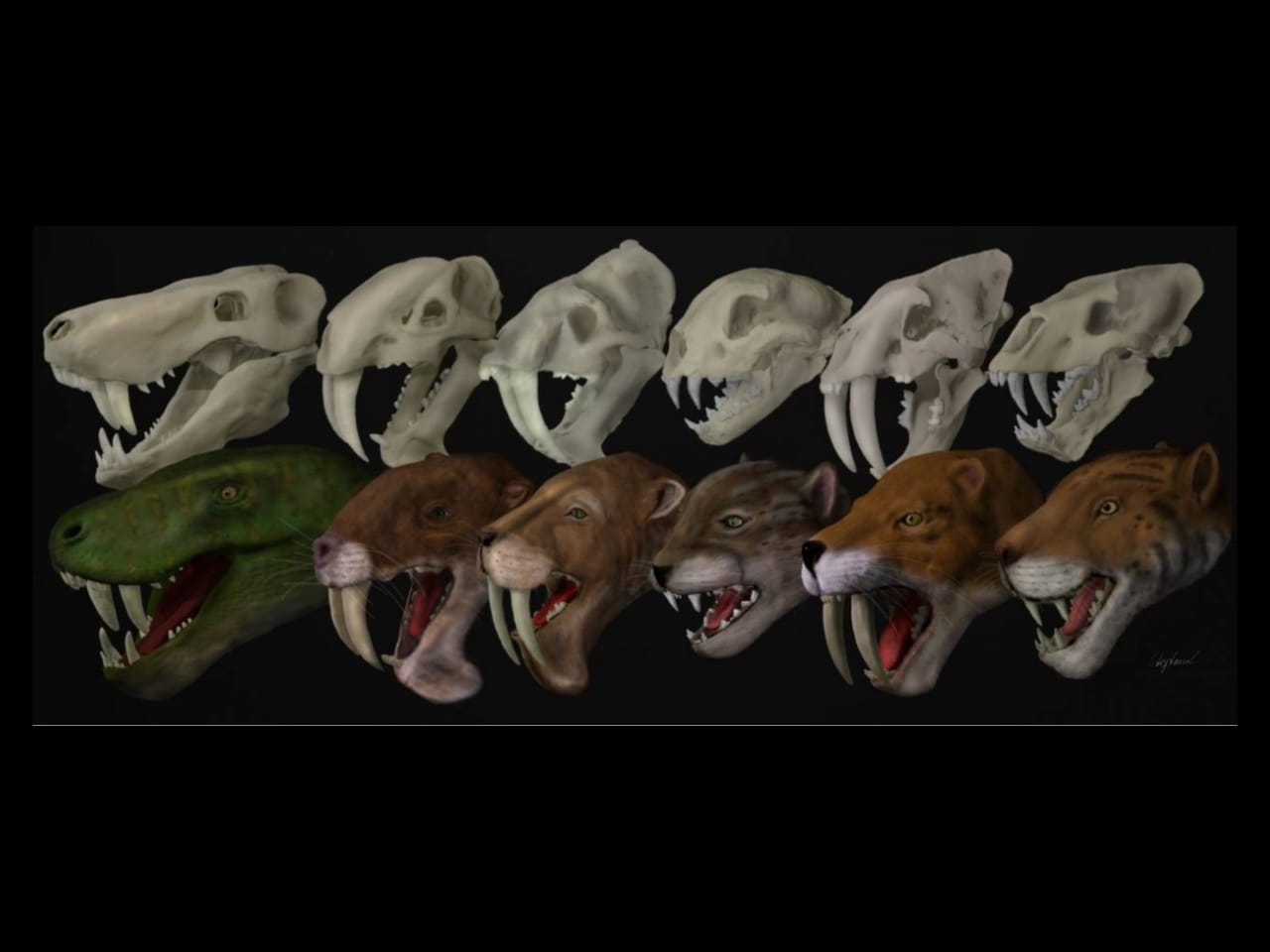 Descubren que ningún grupo de carnívoros con dientes de sable cazaba igual