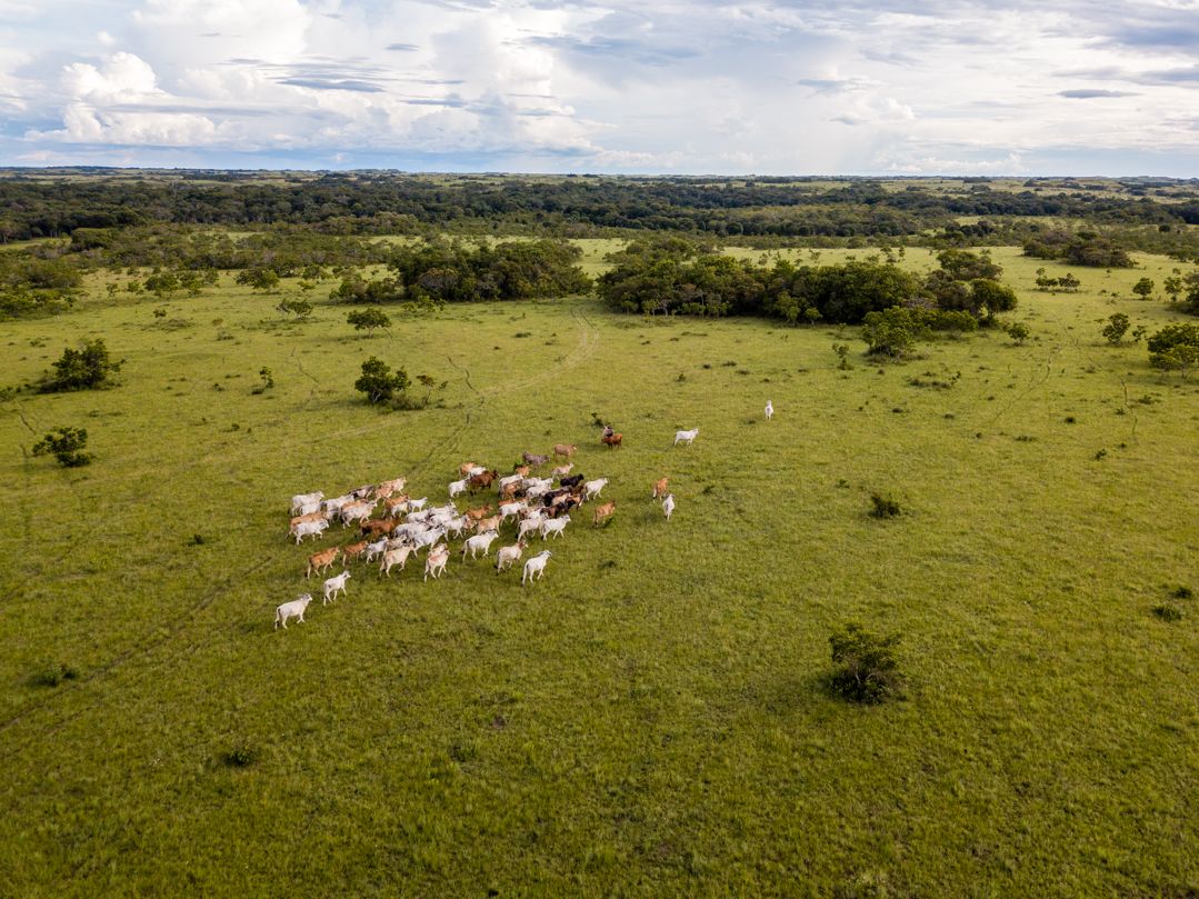 Los desafíos de involucrar al sector privado en la conservación de la biodiversidad