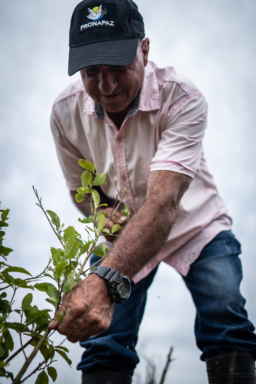 Pronapaz, un emprendimiento de producción de té y pomadas medicinales a base de coca, obtubo en 2021 la certificación de Negocio Verde del Ministerio de Ambiente.