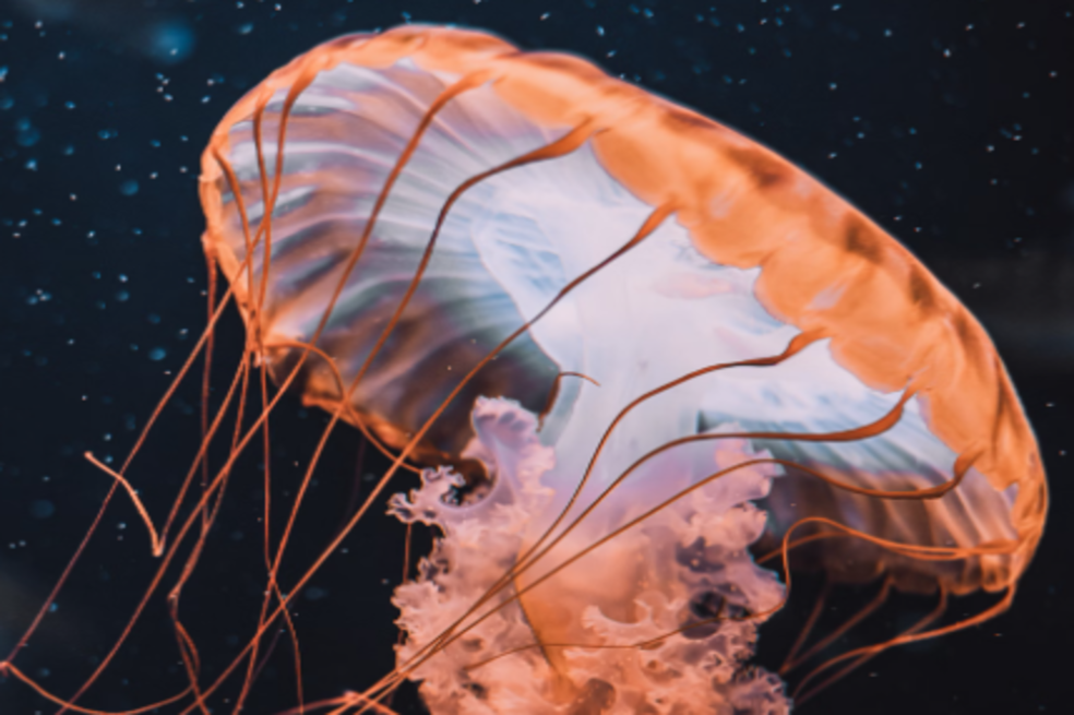 La contaminación marina está aumentando la cantidad de medusas en el mundo