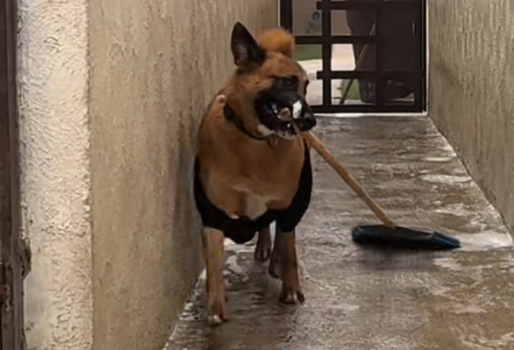 Tito, el perro rescatado que conquista las redes con sus divertidas travesuras