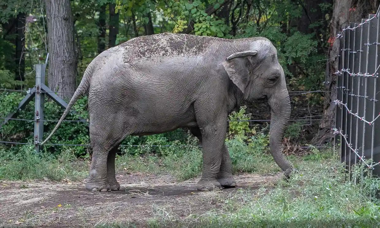 La elefanta Happy no es legalmente una persona, declara un tribunal de Nueva York