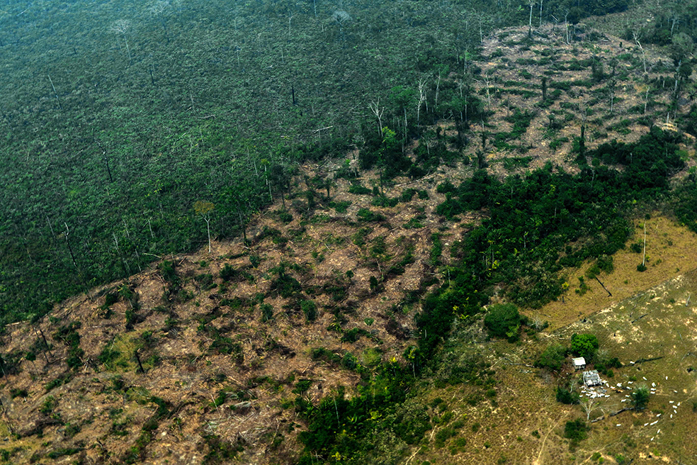 Por el cambio climático, las lluvias en este tipo de selva se reducirán, lo cual generará más sequía y más incendios.