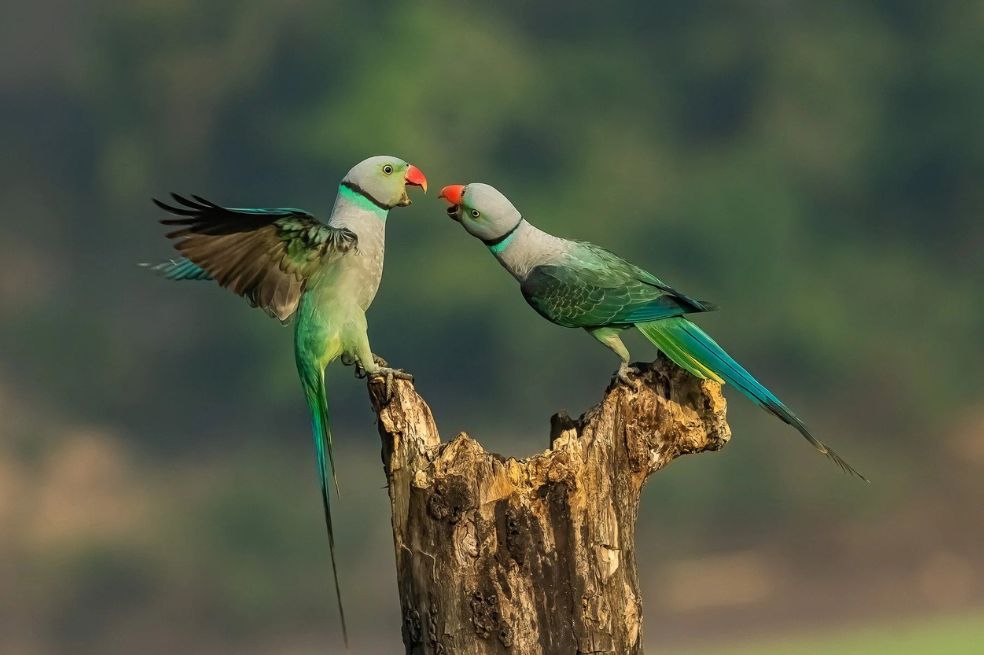 Antes de decir pájaro (Verso a verso)