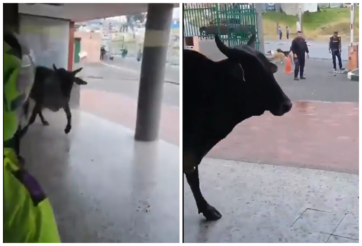 Toro que escapó de una finca causó pánico en estación de Policía en Usme