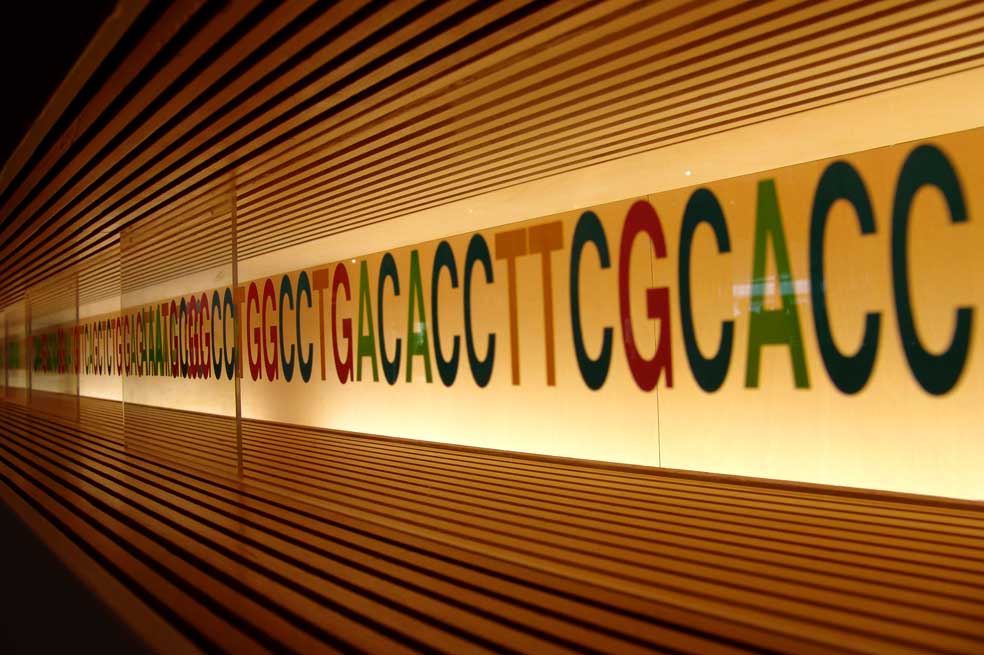 Dos letras artificiales entran al alfabeto de la vida