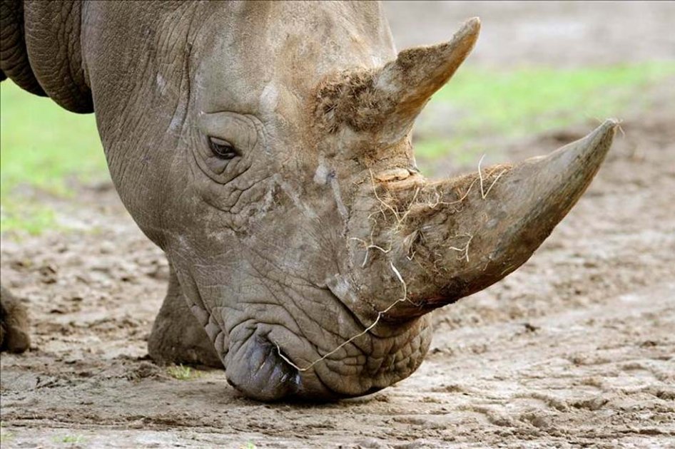 Polémica por subasta de cuernos de rinoceronte en Sudáfrica