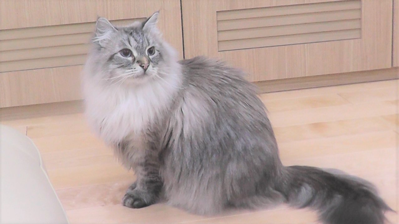 Murió Mir, el gato que Putin le regaló a Japón