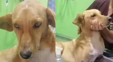 Denuncian que perro perdió una de sus patas tras pisar una mina en Puerto Asís