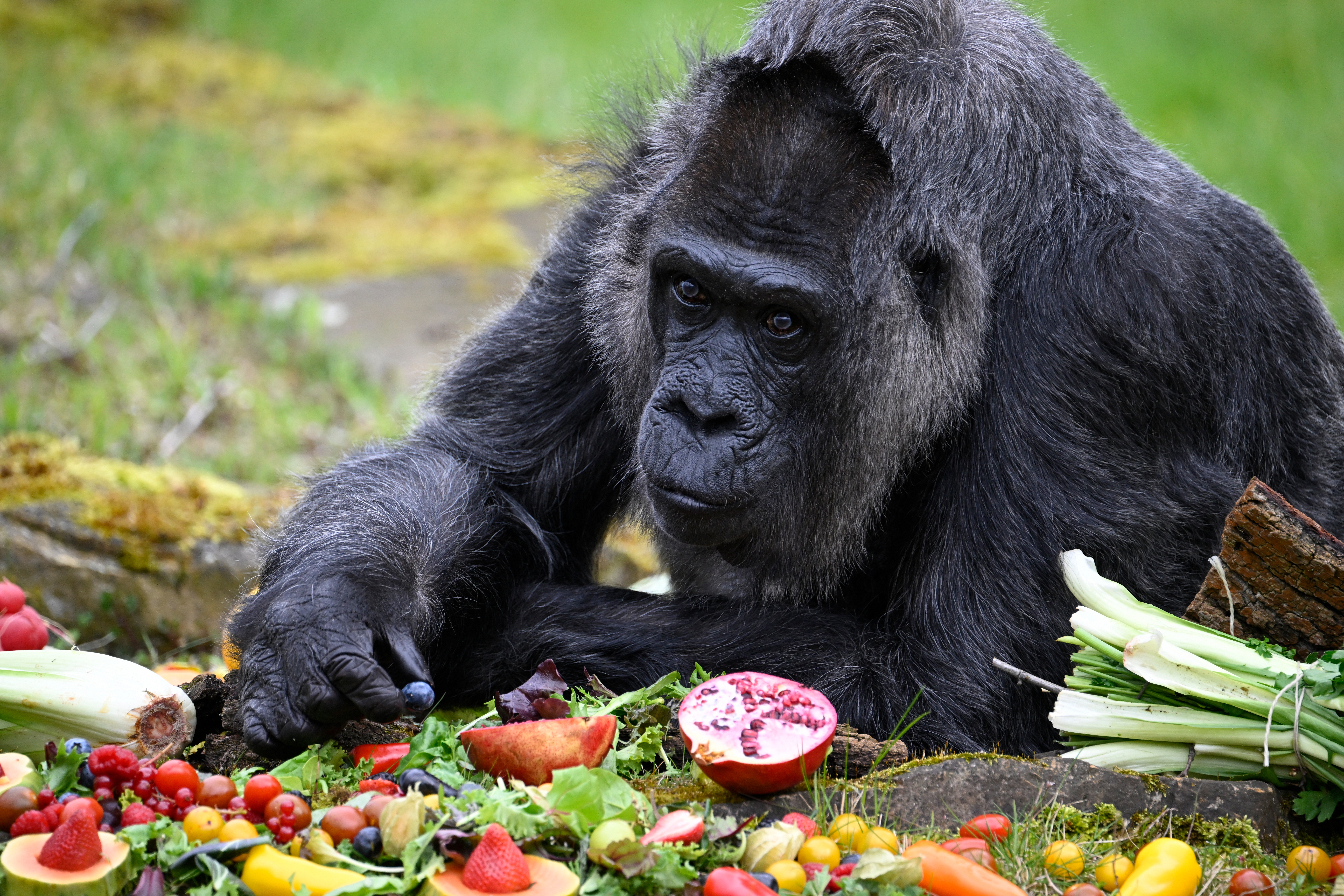 La gorila más vieja del mundo cumple 66 años en el zoo de Berlín