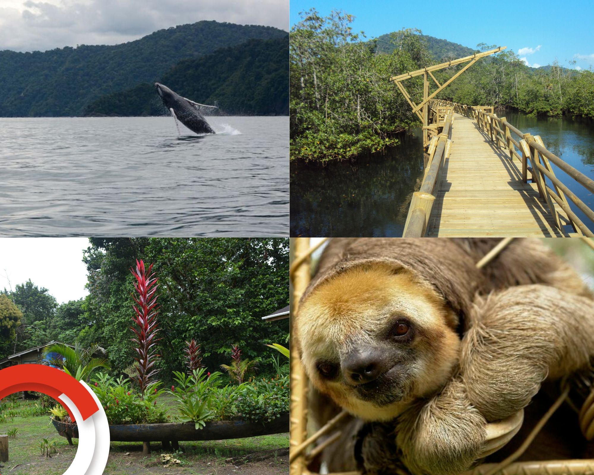 Parque Nacional Natural Utría: el destino de las ballenas jorobadas