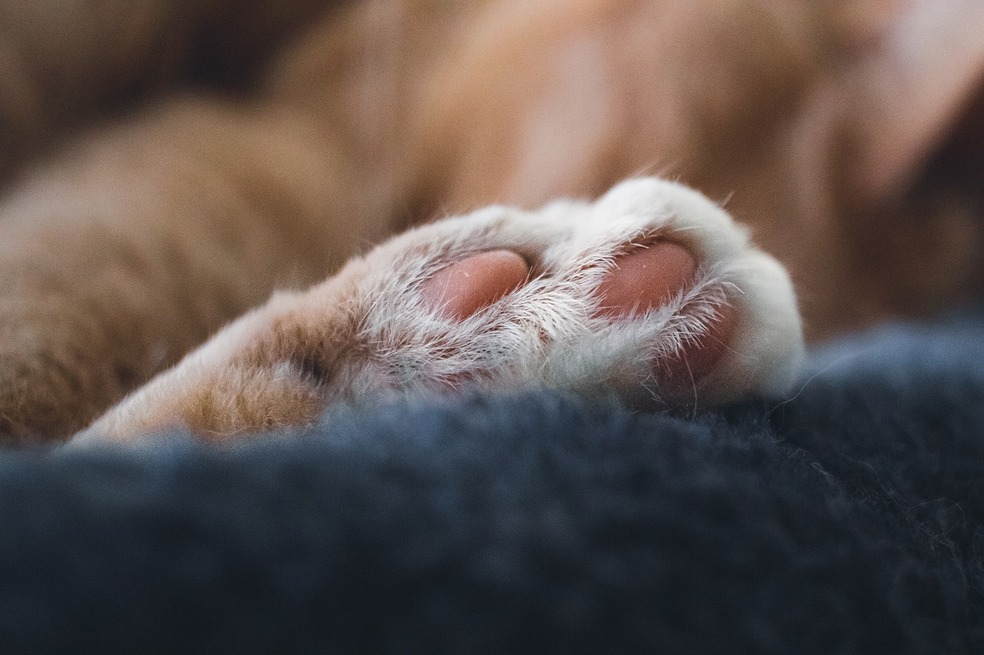 Sancionan a ciclista italiano por matar a un gato con una escopeta de aire comprimido