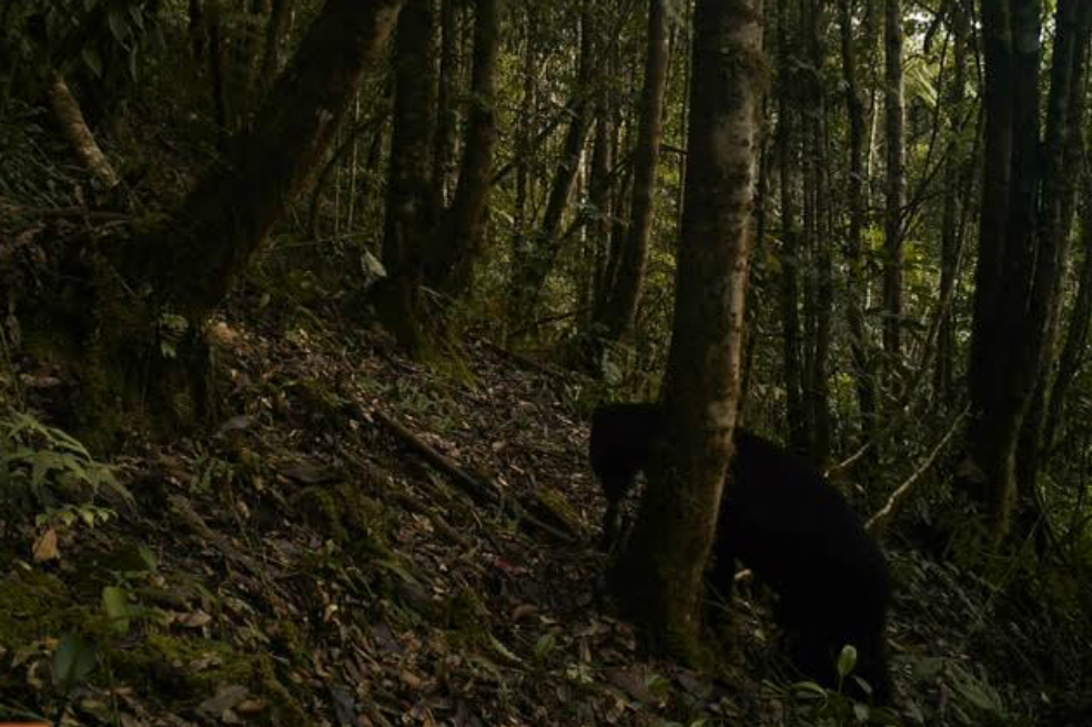 Reaparece oso de anteojos en área protegida de Huila después de 15 años