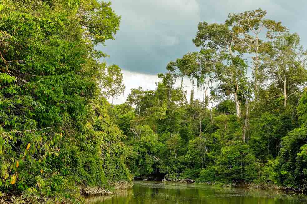 Bosques tropicales, esenciales en la reducción de CO