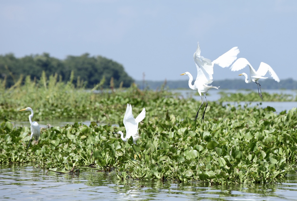 Un viaje a los pueblos palafito del Magdalena: un paraíso flotante