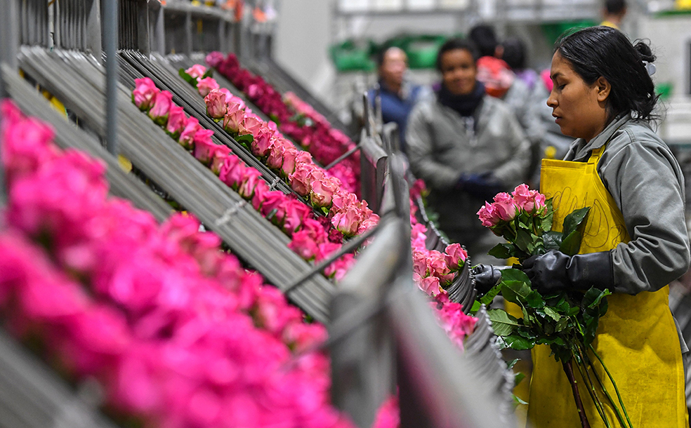 Así se preparan los cultivadores de rosas para el día de San Valentín