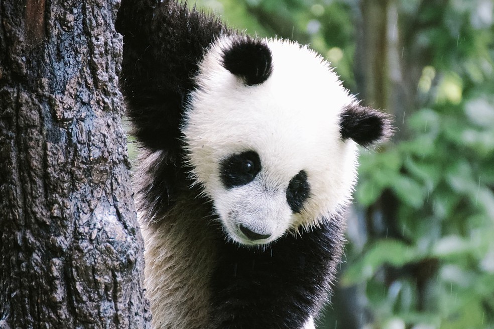 Conoce las curiosidades más increíbles de estos adorables y famosos osos.