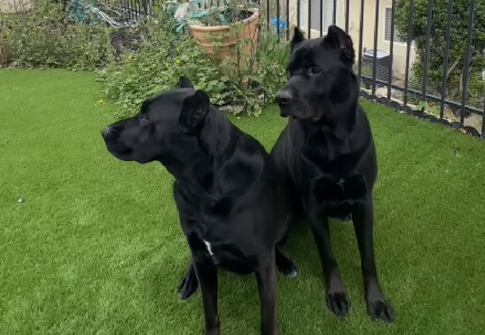 Familia compra perros de raza y termina con una sorprendente mezcla genética
