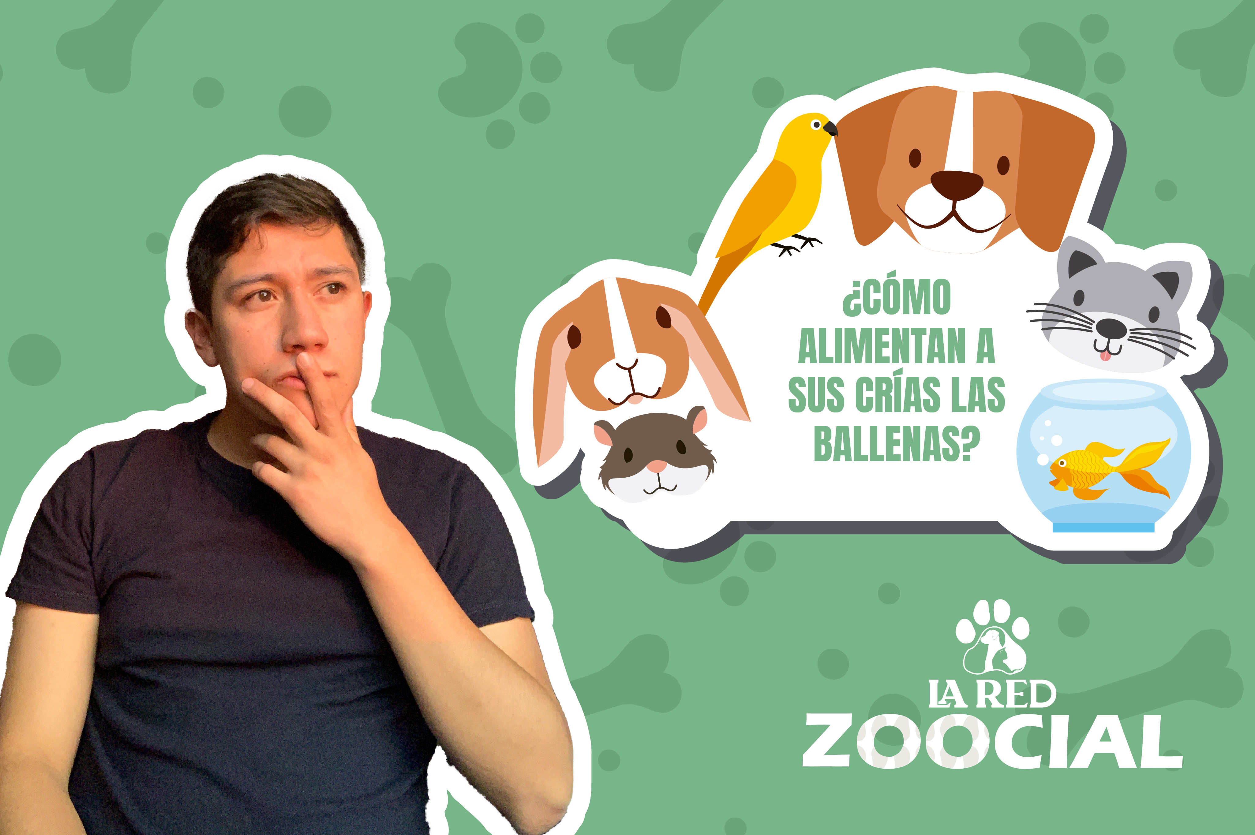 (Video) ¿Cómo hacen las ballenas para alimentar a sus crías?