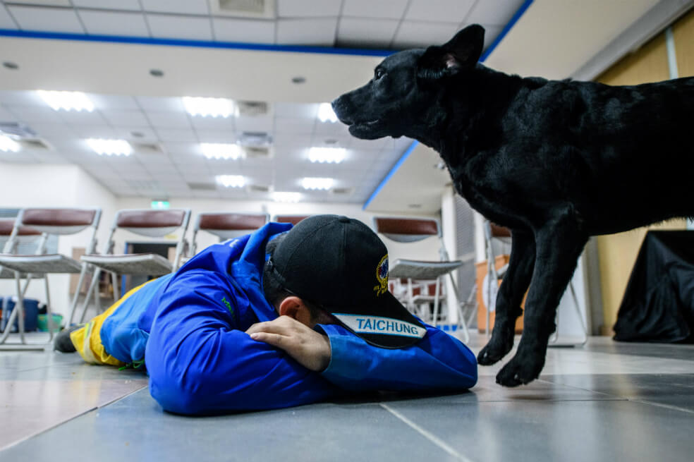 Demanda en Corte Constitucional dice que el Código de Policía discrimina a algunos perros