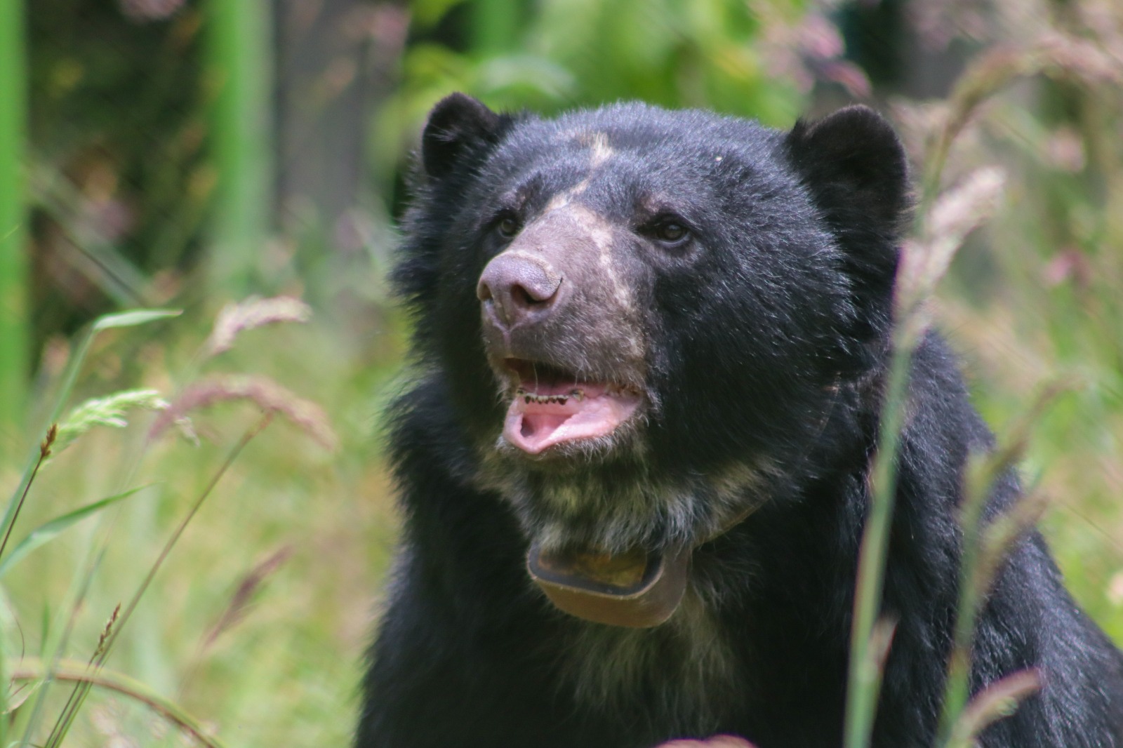 Murió Tamá, el oso andino que se había escapado del parque Jaime Duque y que sería liberado
