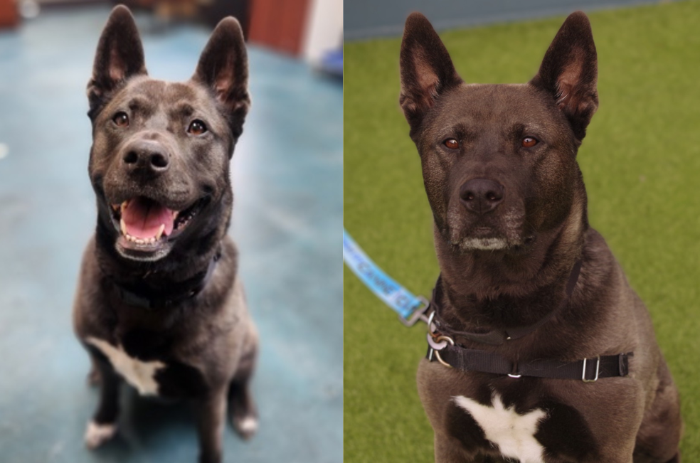 Adoptaron a Jade y la devolvieron con una nota: “buscando un buen hogar”
