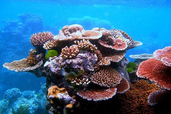 Una empresa de construcción japonesa trabaja en un sistema para «criar» coral