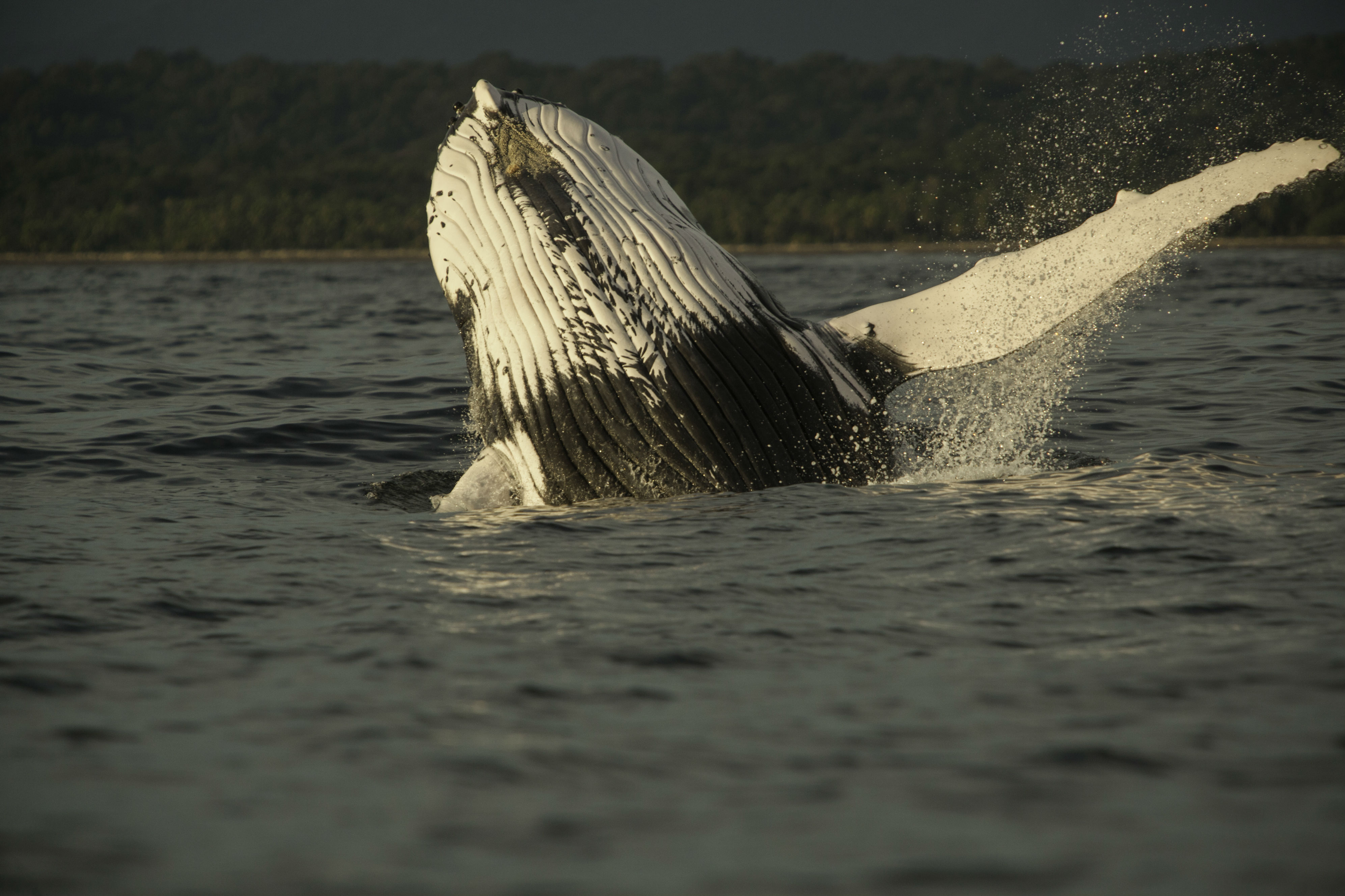 Las ballenas y los delfines responden a los gritos asesinos de las orcas