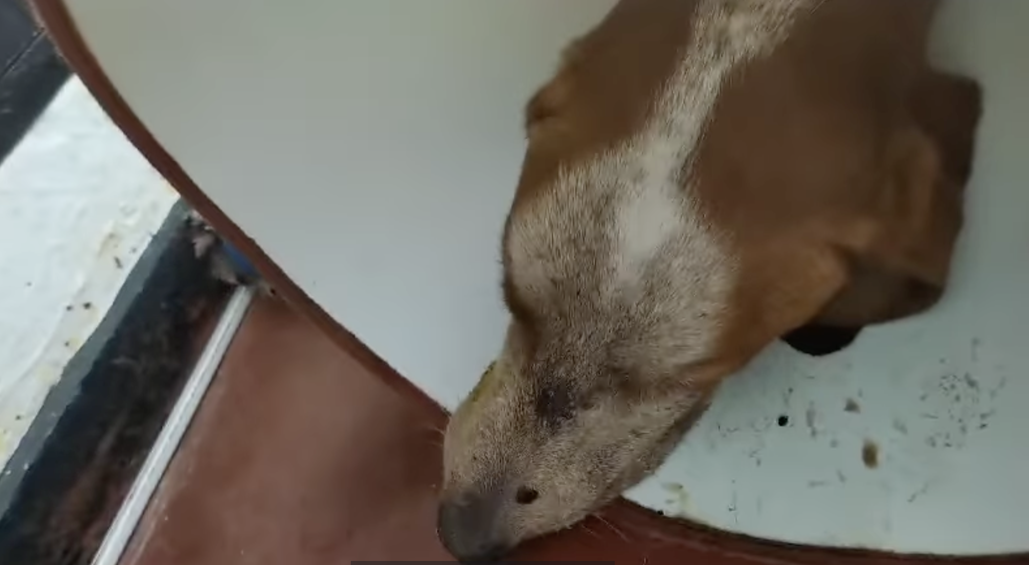 Autoridades encontraron a quien habría disparado a un perro en Armenia