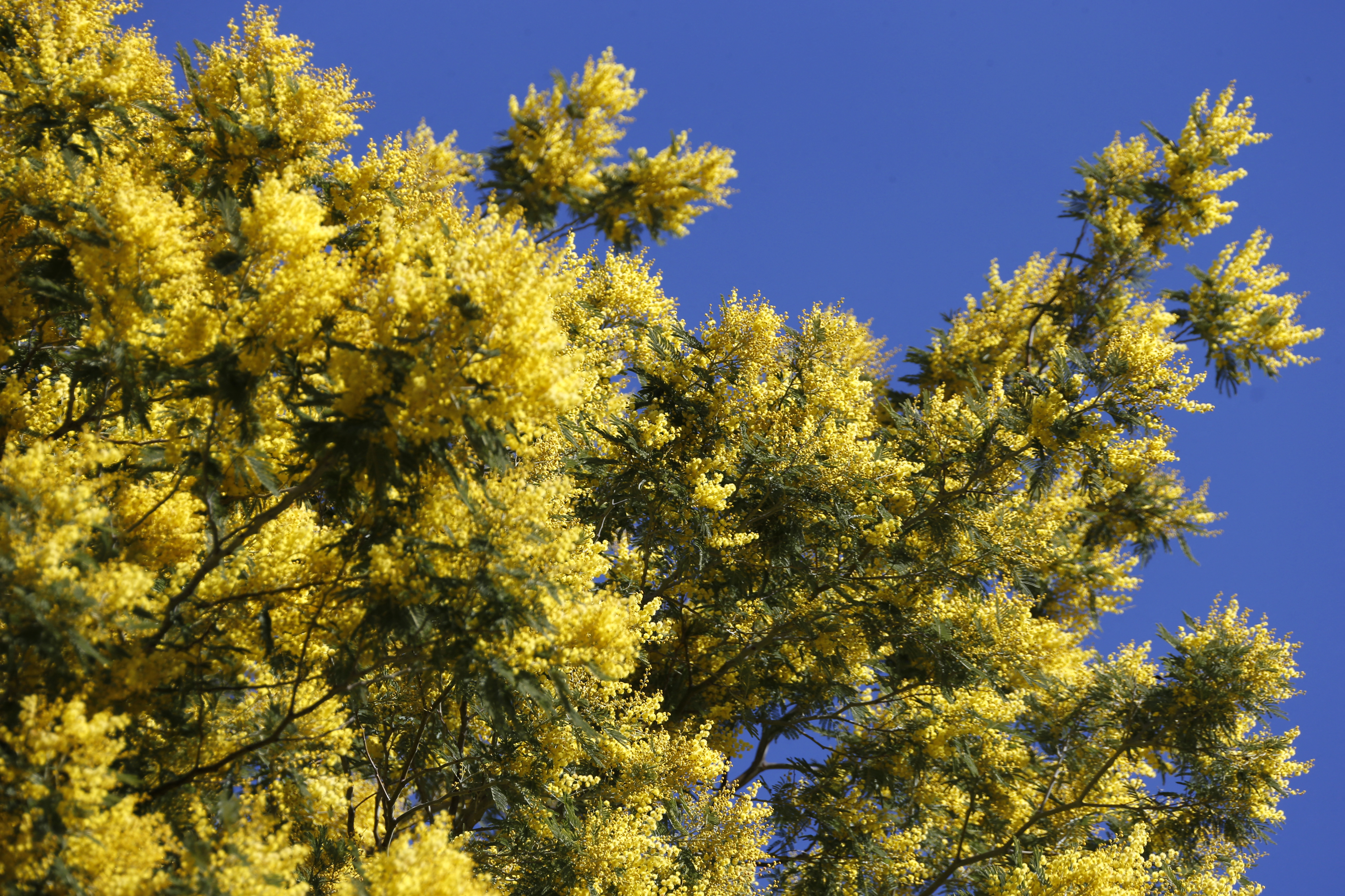 La mimosa, la planta que genera preocupación en la Costa Azul francesa