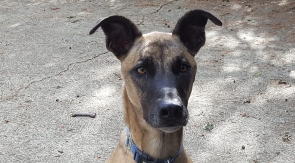 Él es Bentley, canino que es catalogado como el perro más solitario del mundo.