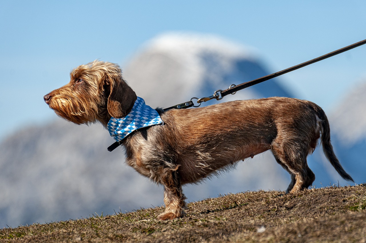 ¿Por qué debo sacar a mi perro con correa?