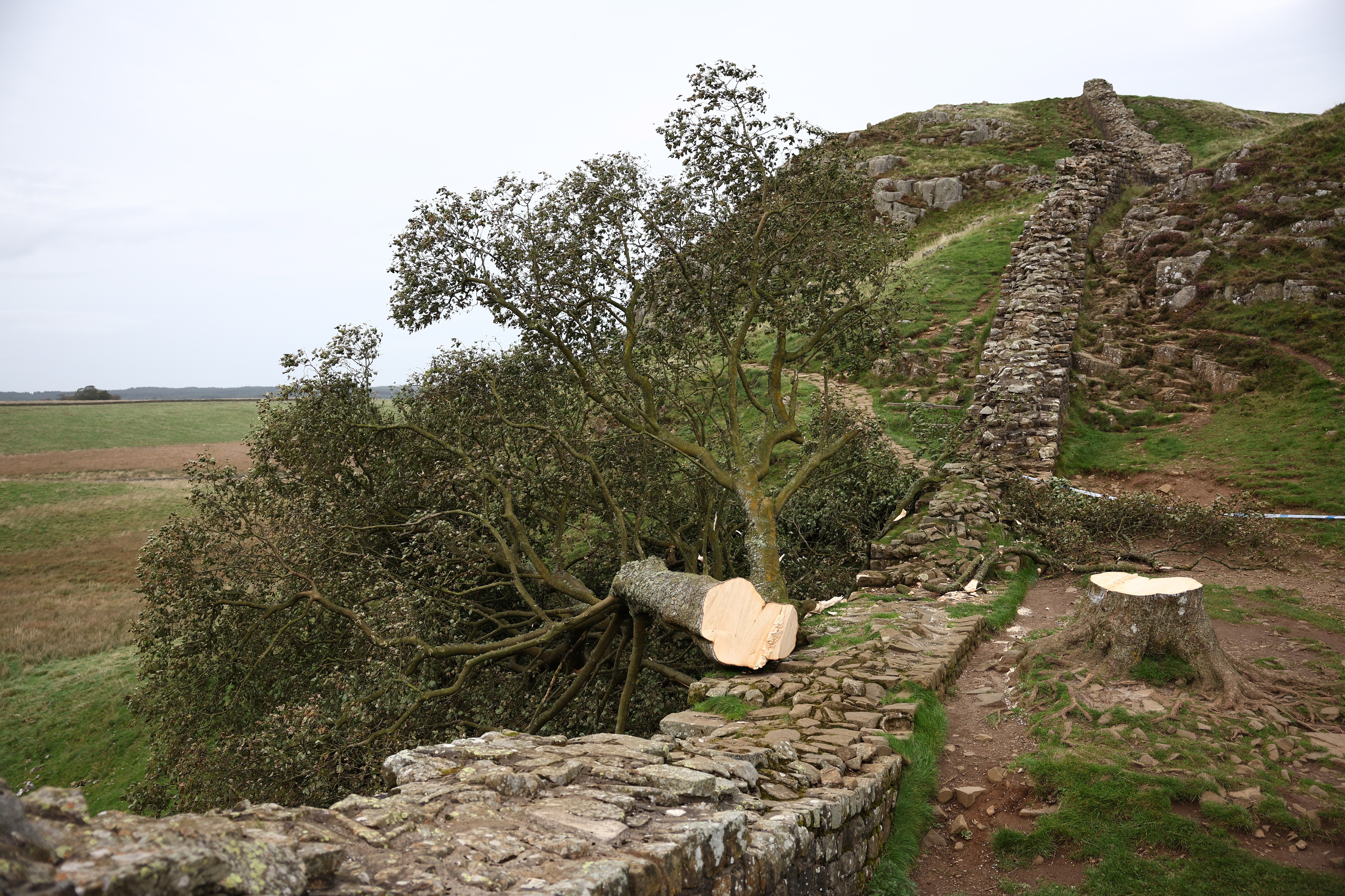 Talan árbol de ‘Robin Hood’, el más famoso de Reino Unido