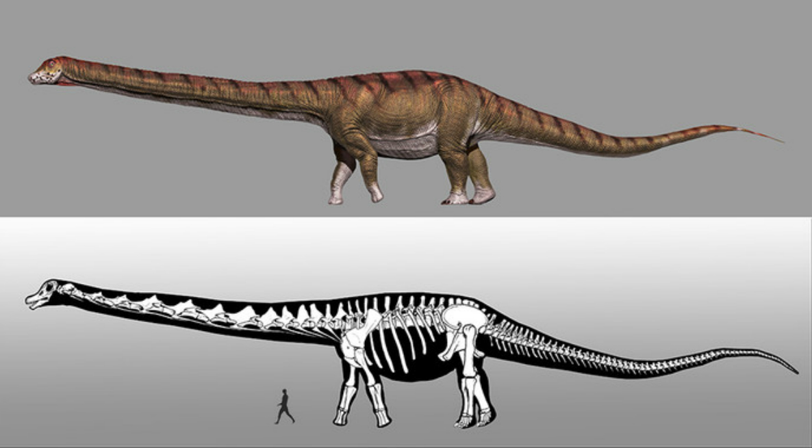 Nombran al dinosaurio más grande del mundo y revelan que medía casi 40 metros