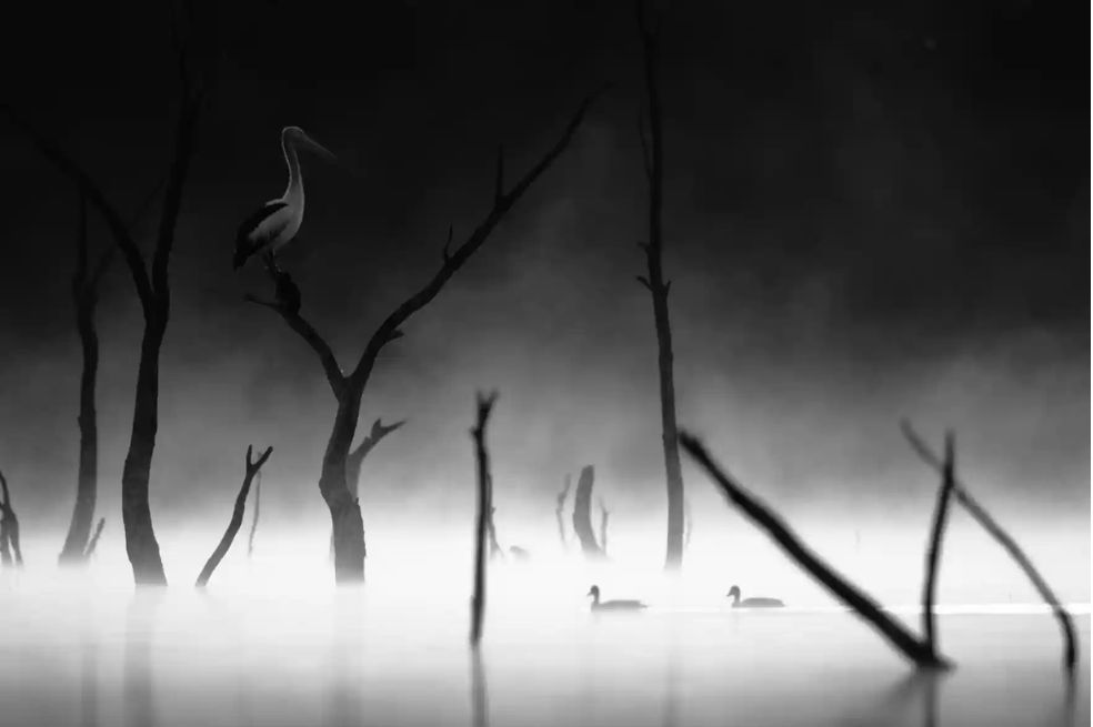 Sobre la niebla un pelícano vigila el agua