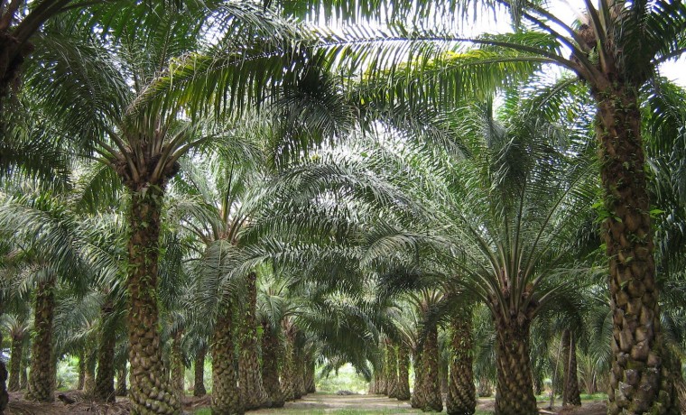 Cultivo de palma africana. / El Espectador