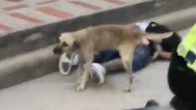 (Video) Perrito orinó a presunto ladrón que fue capturado en Barranquilla