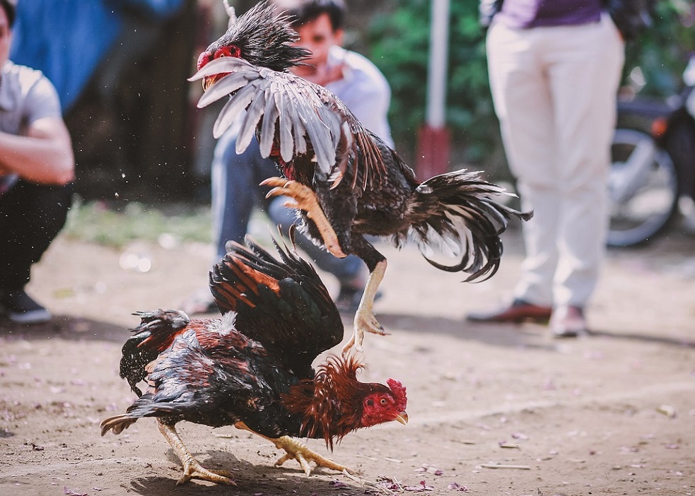 Confegacol demanda a Concejo de Bogotá por desincentivar peleas de gallos