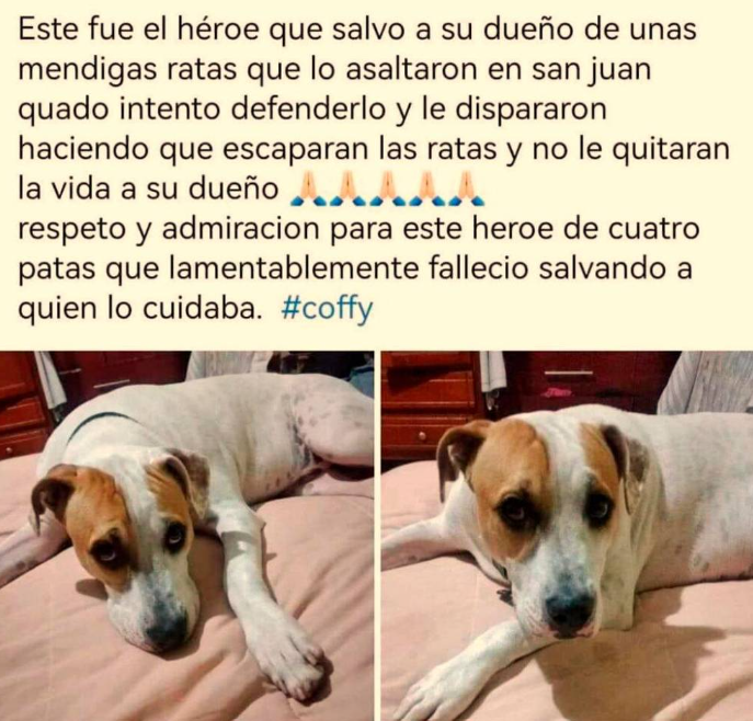Perro murió tras recibir disparos
