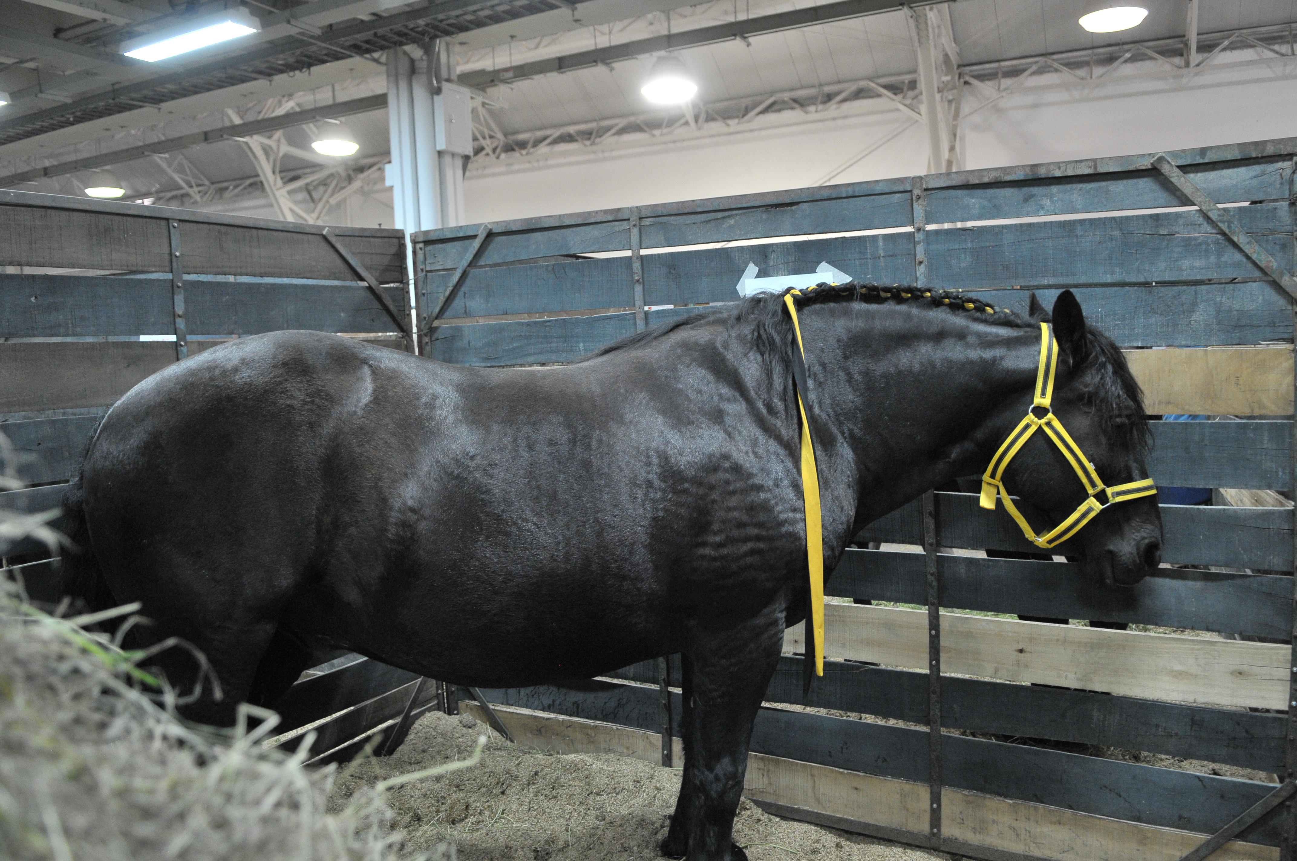 Esta ciudad reconoció a los caballos como “seres sintientes”