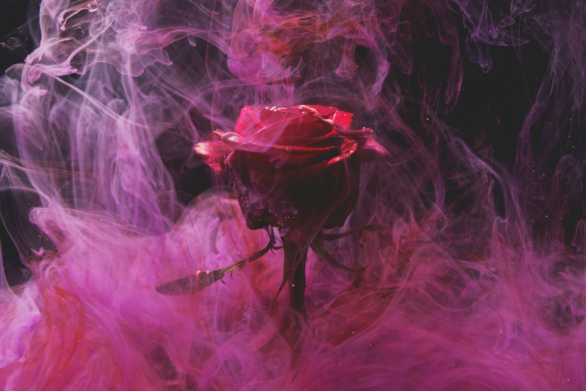 Fotografía de una rosa roja totalmente florecida rodeada de un humo rojo.