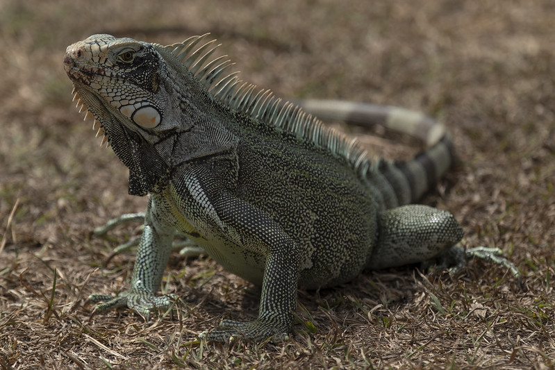 Con esta declaratoria se busca proteger las condiciones de vida de 1093 especies de plantas con flores y grupos de mamíferos, reptiles y aves.