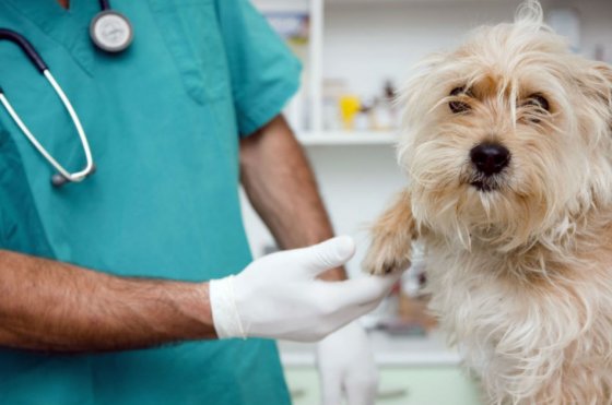 Este domingo se hará jornada de vacunación de gatos y perros en Medellín
