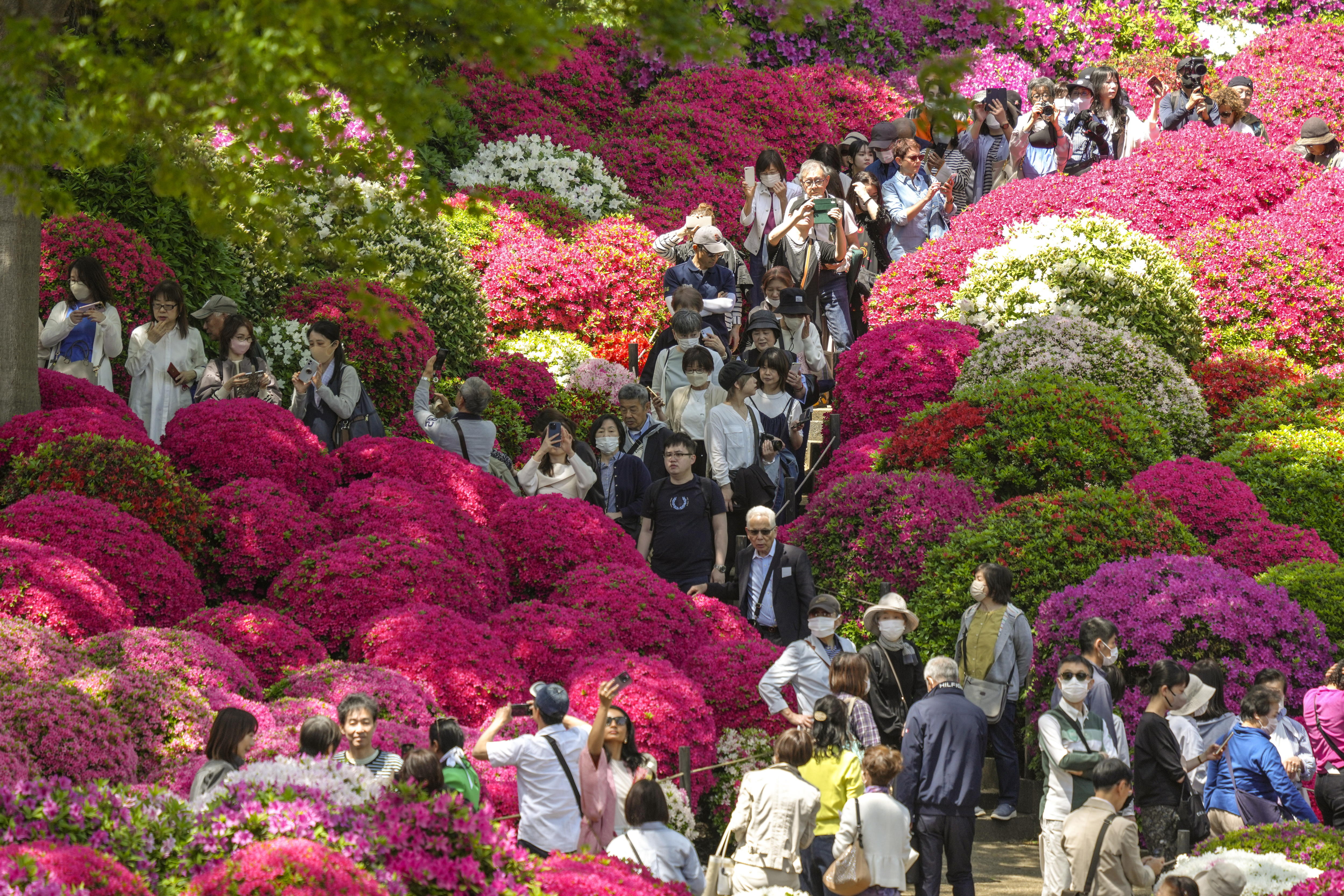-FOTODELDIA- Tokio (Japón), 19/04/2024.- Azaleas en plena floración atraen a los visitantes del jardín del Santuario Nezu de Tokio. EFE/KIMIMASA MAYAMA