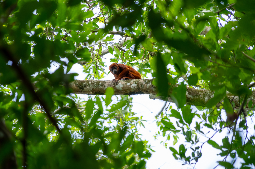 Más de 10 mil animales silvestres han sido liberados en el noroccidente del país