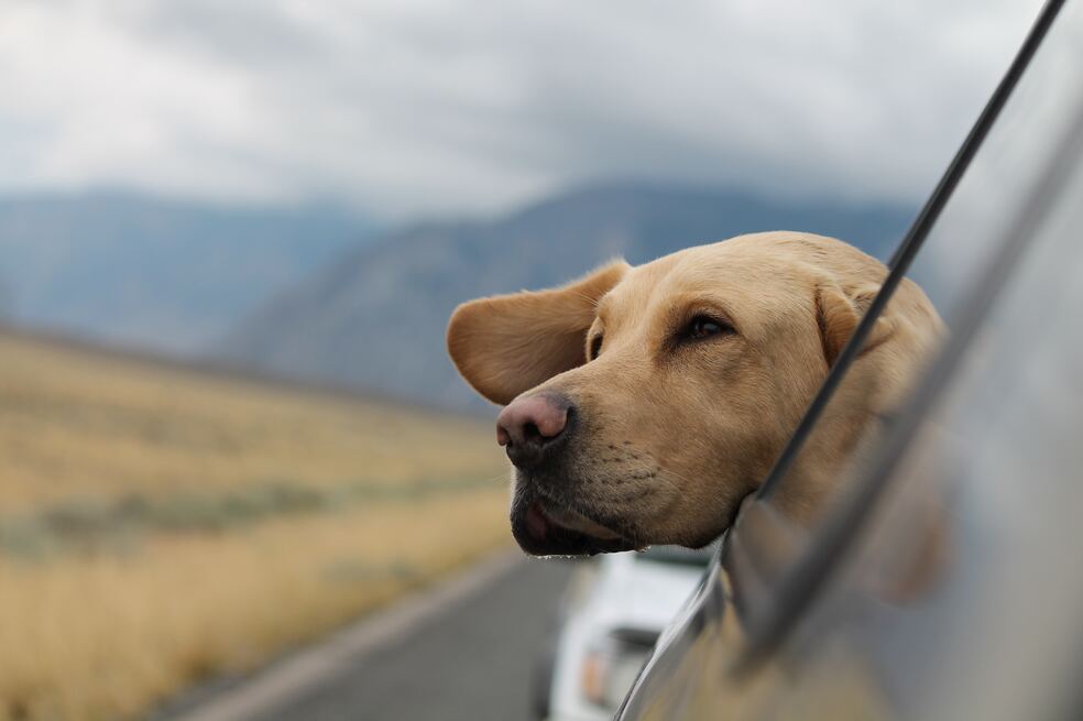¿Cómo tranquilizar a un perro durante un viaje largo?