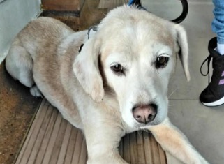 Buscan a Dalton, perrito que se perdió desde marzo en Engativá, Bogotá