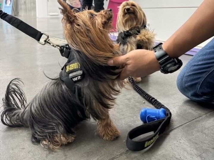 Llega a Cali el Famy Fest Pets, el nuevo festival dedicado al bienestar animal