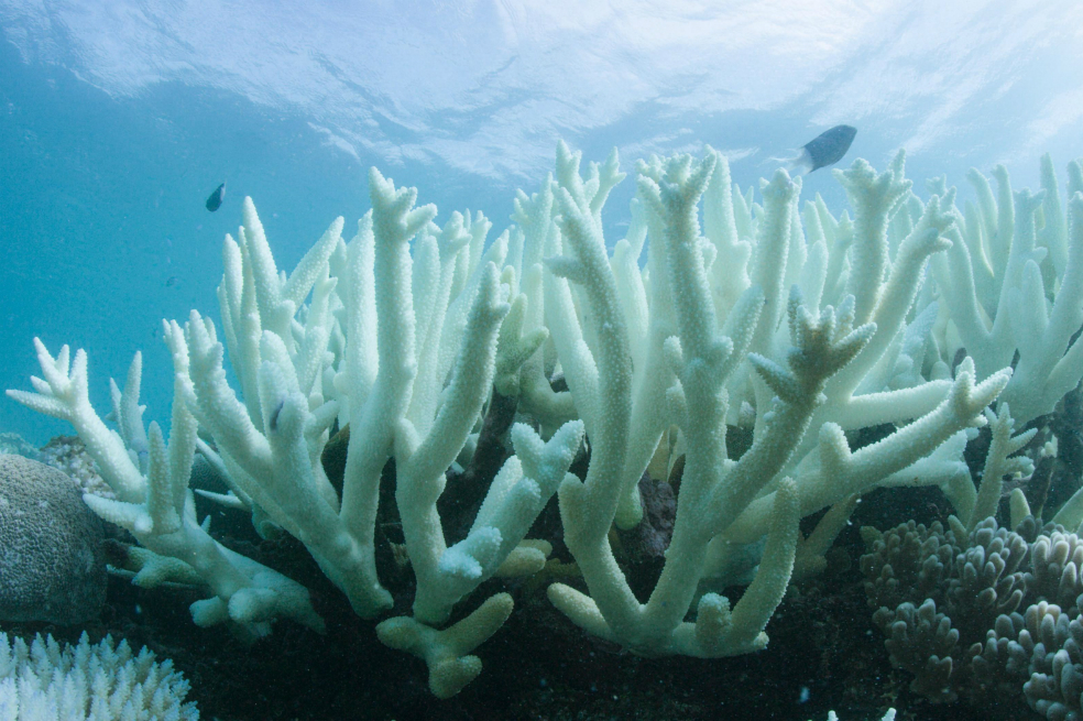Solo el 2% de la Gran Barrera de Coral está a salvo del blanqueamiento