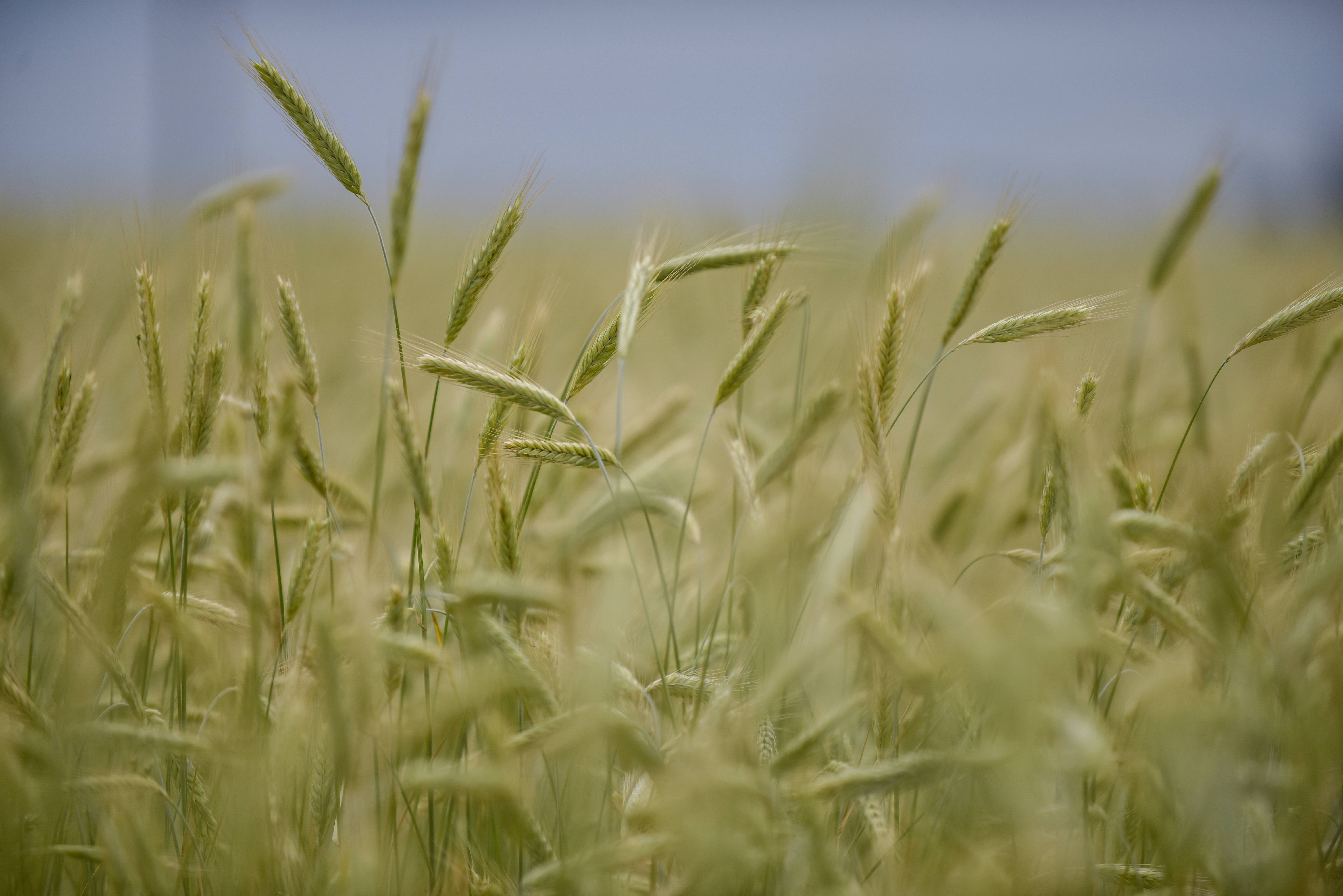 Prácticas de agricultura sostenible podrían aumentar el rendimiento de cultivos
